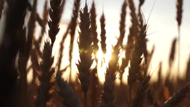 Veld van rijpende tarwe tegen de blauwe lucht. Spikeletten van tarwe met graan schudden de wind. graanoogst rijpt in de zomer. landbouwbedrijfsconcept. milieuvriendelijke tarwe — Stockvideo