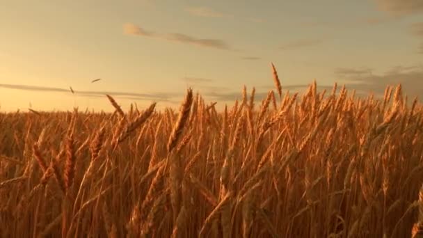 Campo de trigo amadurecendo contra o céu azul. Espiguetas de trigo com grão agita o vento. colheita de grãos amadurece no verão. conceito de negócio agrícola. trigo amigo do ambiente — Vídeo de Stock