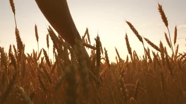 Agricultor inspeciona um campo de trigo maduro. agricultores mão toca a orelha de trigo ao pôr do sol. agricultor num campo de trigo ao pôr-do-sol. conceito de agricultura. negócios agrícolas . — Vídeo de Stock