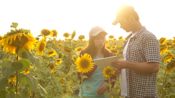Man and woman farmers with a tablet work in the field with sunflowers. The concept of agriculture. agriculturist and farmer in the field. — Stock Video
