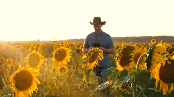 Landwirt mit Tablet inspiziert Sonnenblumenblüte. Ein Agrarwissenschaftler geht mit einer Tablette in der Hand über ein Sonnenblumenfeld. Geschäftsmann untersucht sein Feld. — Stockvideo