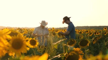 takım çalışması ve zafer. Agronomists erkekler ozamatrivayut çiçeklenme ve Mısır cobs. Tablet ile işadamları kendi alanını Mısır ile inceler. Tarımsal iş konsepti.