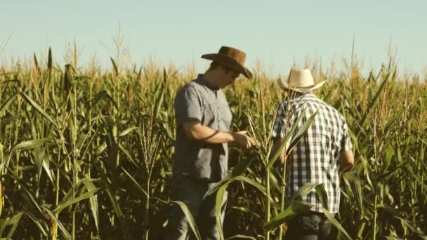 Um agricultor e um agrônomo inspecionam um campo de floração e espigas de milho. O conceito de negócio agrícola. Empresário com tablet verifica as espigas de milho. Trabalho como homem de negócios na agricultura . — Vídeo de Stock