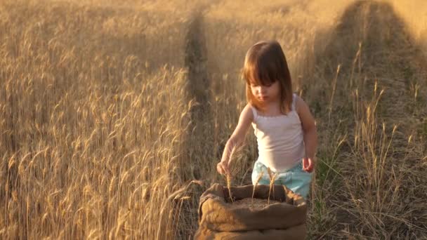 A criança agricultora brinca com espiguetas de trigo no campo. O bebé segura uma orelha. O filho mais novo, a filha dos agricultores, joga no campo. A criança pequena joga o grão em uma bolsa em um campo de trigo. Conceito de agricultura . — Vídeo de Stock