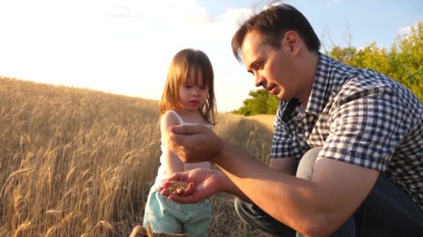 Apa egy agronómus és a kis gyermek játszik a gabona egy zsák búza területén. apja mezőgazdasági termelő játszik kisfiú, lánya a területen. búzaszem a gyermek kezében. Mezőgazdaság-koncepció. — Stock videók