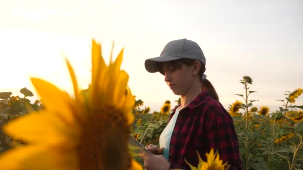 Mutlu çiftçi kadın gün batımında bir ayçiçeği alanında bir tablet ile çalışıyor. Bir tarım uzmanı ayçiçeği mahsulünü inceler ve güler. iş kadını alanında kar analizleri. — Stok video