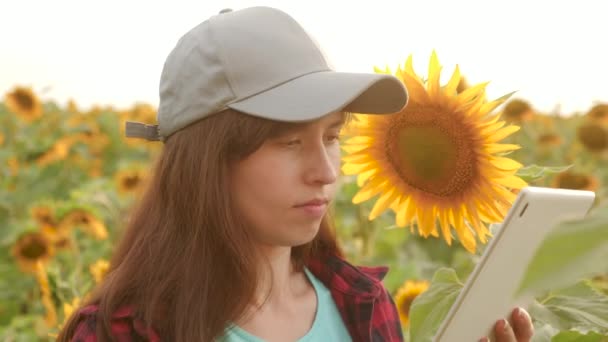 ヒマワリ畑でタブレットを使って作業する農家の女性が、ヒマワリの開花を検査します。女性の農学者はヒマワリの開花を研究しています。彼らの収入を計画する分野のビジネスウーマン。農業の概念 — ストック動画