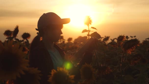 Agriculteur travaillant avec une tablette dans un champ de tournesol à la lumière du coucher du soleil. L'agronome étudie la culture d'un tournesol. concept d'agriculture et d'agriculture . — Video