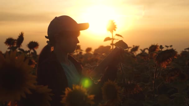 Granjero trabajando con una tableta en un campo de girasol a la luz del atardecer. El agrónomo estudia el cultivo de un girasol. concepto de agricultura y agricultura . — Vídeos de Stock