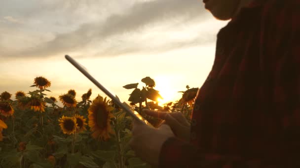 Händerna på affärskvinna är tryckta på skärmen av tablett i fält av solrosor i strålar av solnedgång. närbild. bonde flicka som arbetar med tablett i solrosfält. Kvinnlig agronom affärskorrespondens — Stockvideo