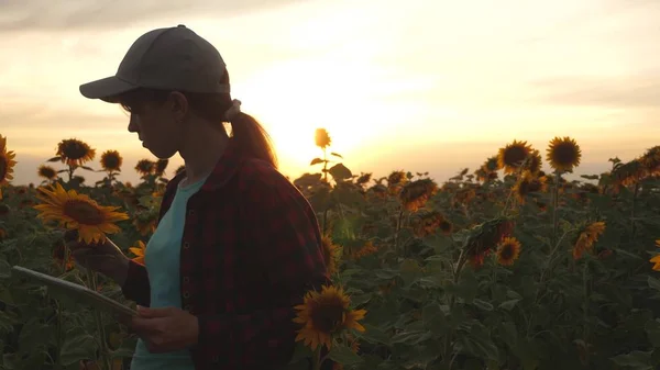 Kvinnliga agronom studerar blomning av en solros. affärskvinna i fält som planerar sin inkomst. bonde flicka som arbetar med tablett i solros fältet inspekterar blommande solrosor. jordbruks koncept — Stockfoto
