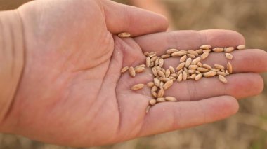 çiftçi yakın çekim avuç üzerinde buğday. agronomist elinde olgun buğday taneleri tutar. tarım kavramı. tarımsal iş. tahıl hasat.