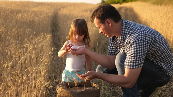 father farmer plays with little son, daughter in the field. grain of wheat in hands of child. Dad is an agronomist and small child is playing with grain in bag on a wheat field. Agriculture concept.