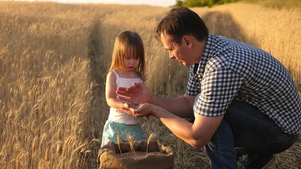 Ojciec rolnik gra z małym synem, córką w tej dziedzinie. ziarno pszenicy w rękach dziecka. Tata jest agronoma i małe dziecko gra z ziarna w torbie na polu pszenicy. Koncepcja rolnictwa. — Zdjęcie stockowe