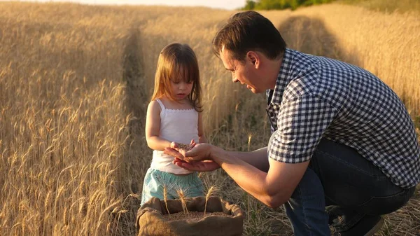 Fader bonde leker med den lille sonen, dottern i sätta in. säd av vete i händerna på barn. Pappa är en agronom och små barn leker med spannmål i påsen på ett vetefält. Jordbruk koncept. — Stockfoto