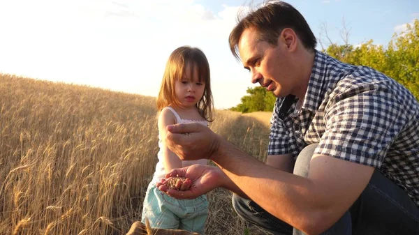 Dad is an agronomist and small child is playing with grain in a bag on wheat field. father farmer plays with little son, daughter in field. grain of wheat in hands of a child. Agriculture concept.