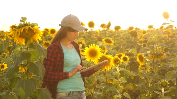 Bonde kvinna som arbetar med tablett i solros fältet inspekterar blommande solrosor. kvinnliga agronom studerar blomning av en solros. affärskvinna i fält som planerar sin inkomst. jordbruks koncept — Stockvideo