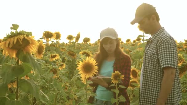 Zakenvrouw en zakenman in het veld plannen hun inkomen. agronomistische studies gewas van een zonnebloem. boer man werkt met Tablet in zonnebloem veld in stralen van zonsondergang. begrip landbouw en landbouw — Stockvideo