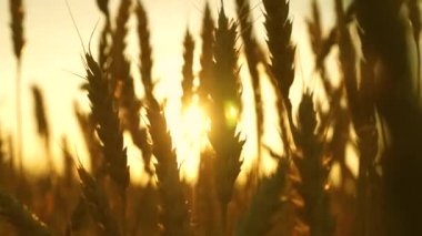 Tahıllı buğday başakları rüzgarı sallar. Tahıl hasadı yazın olgunlaşır. Mavi gökyüzüne karşı olgunlaşan buğday tarlası. Tarım sektörü konsepti. Çevre dostu buğday
