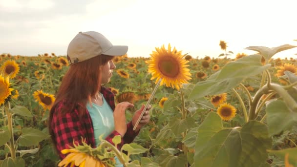 Kvinnliga agronom studerar blomning av en solros. affärskvinna i fält som planerar sin inkomst. bonde flicka som arbetar med tablett i solros fältet inspekterar blommande solrosor. jordbruks koncept — Stockvideo