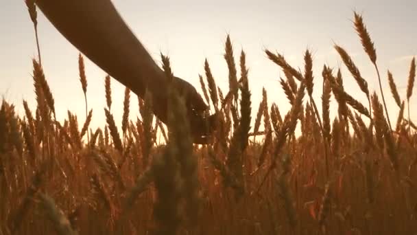 Agricultor inspeciona um campo de trigo maduro. agricultores mão toca a orelha de trigo ao pôr do sol. agricultor num campo de trigo ao pôr-do-sol. conceito de agricultura. negócios agrícolas . — Vídeo de Stock