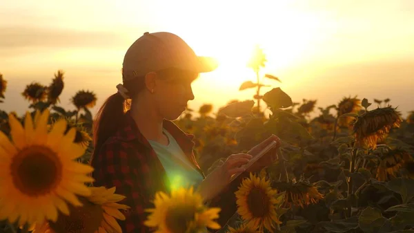 Agricultor trabalhando com um comprimido em um campo de girassol na luz do pôr do sol. O agrônomo estuda a colheita de um girassol. conceito de agricultura e agricultura . — Fotografia de Stock