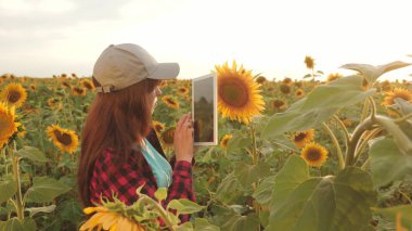 kadın agronomist bir ayçiçeği çiçeklenme okuyor. kendi gelirlerini planlama alanında iş kadını. Ayçiçeği alanında tablet ile çalışan çiftçi kız çiçek açan ayçiçeği inceler. Tarım konsepti