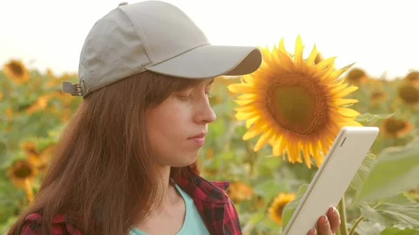 Mujer agricultora que trabaja con la tableta en el campo de girasol inspecciona girasoles en flor. agrónoma femenina está estudiando la floración de un girasol. empresaria en el campo la planificación de sus ingresos. concepto de agricultura — Foto de Stock