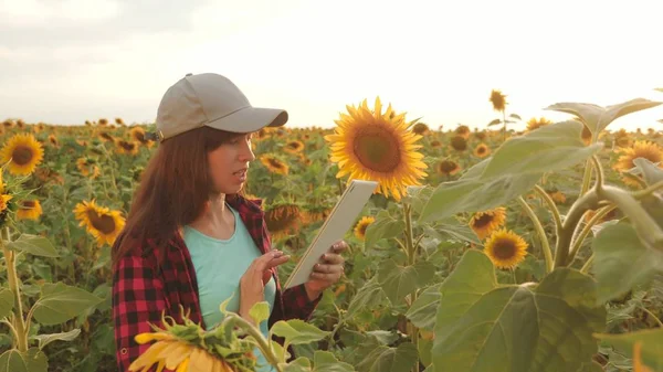 Kvinnliga agronom studerar blomning av en solros. affärskvinna i fält som planerar sin inkomst. bonde flicka som arbetar med tablett i solros fältet inspekterar blommande solrosor. jordbruks koncept — Stockfoto