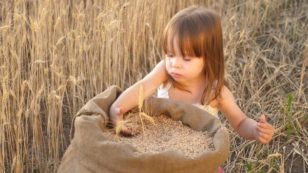 Kleines Kind spielt Korn in einem Sack in einem Weizenfeld. Kind mit Weizen in der Hand. Baby hält das Korn auf der Handfläche. Landwirtschaftskonzept. der kleine Sohn, die Bauerntochter, spielt auf dem Feld. — Stockfoto