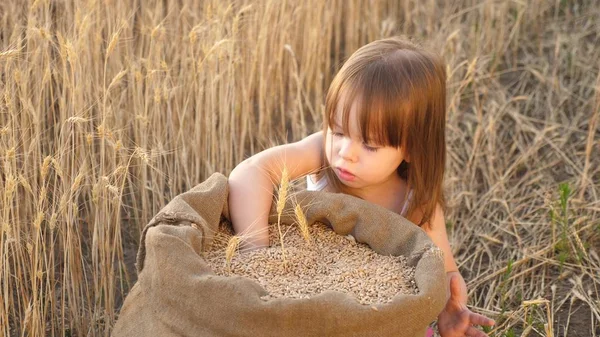 小孩子在麦田里的麻袋里玩谷物。孩子与小麦在手。婴儿把谷物放在手掌上。农业概念。小儿子，农民的女儿，正在田里玩. — 图库照片