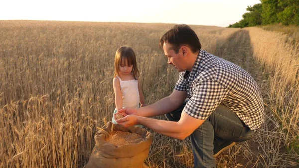 Papa ist Agronom und ein kleines Kind spielt mit Getreide in einem Sack auf einem Weizenfeld. Vater Bauer spielt mit kleinem Sohn, Tochter auf dem Feld. Weizenkorn in den Händen eines Kindes. Landwirtschaftskonzept. — Stockfoto