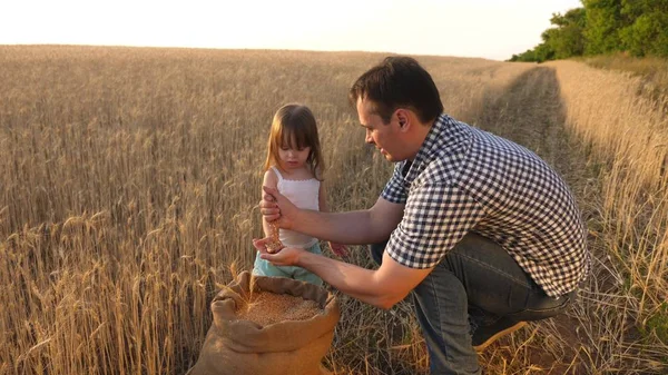 Babam bir tarım uzmanı ve küçük çocuk buğday tarlasında bir çanta içinde tahıl ile oynuyor. baba çiftçi küçük oğlu, tarlada kızı ile oynar. bir çocuğun elinde buğday tanesi. Tarım kavramı.
