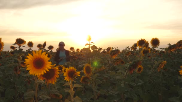 Menina agricultor que trabalha com tablet no campo de girassol inspeciona girassóis florescendo. agrônomo feminino está estudando a floração de um girassol. empresária em campo planejando sua renda. conceito de agricultura — Vídeo de Stock