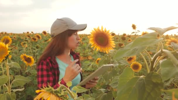 Bonde kvinna som arbetar med tablett i solros fältet inspekterar blommande solrosor. kvinnliga agronom studerar blomning av en solros. affärskvinna i fält som planerar sin inkomst. jordbruks koncept — Stockvideo
