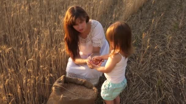 Matka a dítě si zahrávají s obilím v pytli na pšeničný pole. šťastná matka farmářka si hraje s malým synem, dcerou na hřišti. ucho pšenice v ruce dítěte. Koncepce zemědělství. — Stock video