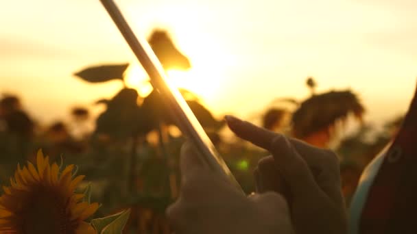 Agronome femelle étudie la floraison d'un tournesol. femme d'affaires dans la planification de terrain leurs revenus. agricultrice travaillant avec tablette dans le champ de tournesol inspecte les tournesols en fleurs. concept d'agriculture — Video