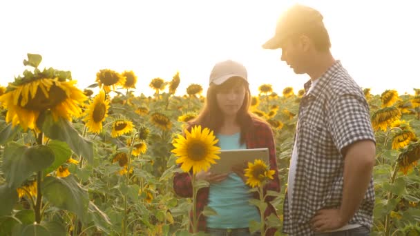 Agricultores homens e mulheres com um tablet trabalham no campo com girassóis. O conceito de agricultura. agricultor e agricultor no terreno . — Vídeo de Stock