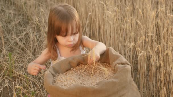 小さな子供は小麦畑の袋の中で穀物を遊んでいる。小麦を手に持った子供。赤ちゃんは手のひらに穀物を持っています。農業の概念。小さな息子、農民の娘は、野原で遊んでいます. — ストック動画