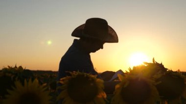 çiftçi bir ayçiçeği alanında çalışıyor. Tabletli Silhouette İşadamı ayçiçeği ile tarlasını inceliyor. tarımsal iş kavramı. agronomist adam usametrivaet çiçek ve ayçiçeği tohumu.