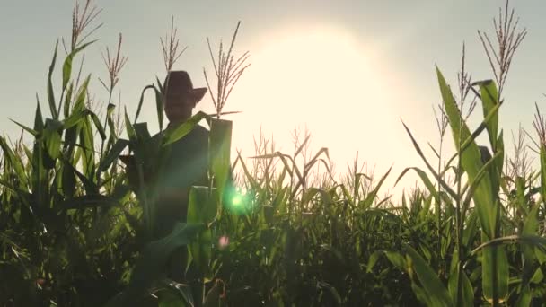 Фермер работает в поле кукурузы. Бизнесмен с планшетом проверяет кукурузное поле. концепция сельскохозяйственного бизнеса. агроном осматривает цветущее поле и кукурузные початки. работа бизнесмен в сельском хозяйстве . — стоковое видео