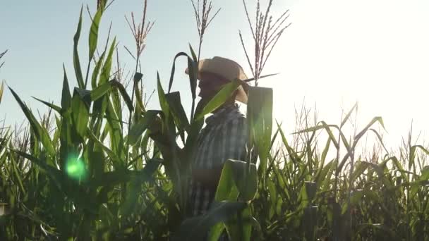用平板电脑检查玉米棒的商人。一位在田间工作的农民农艺师，检查成熟的玉米棒。农业商业的概念。从事农业的商人. — 图库视频影像