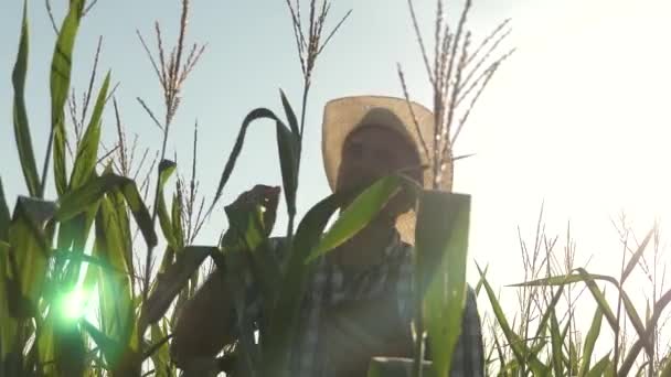 Üzletember dolgozik a mezőgazdaságban. a mezőgazdasági termelő agronómus dolgozik a területen, ellenőrizze érlelő kukorica csövek. Üzletember tabletta ellenőrzi a kukorica csövek. A mezőgazdasági tevékenység fogalma. — Stock videók