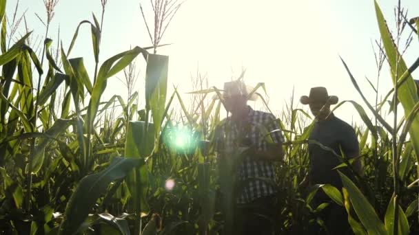 Travail d'équipe et victoire. Agronomistes hommes ozamatrivayut floraison et épis de maïs. Les hommes d'affaires avec tablette examine leur champ avec du maïs. concept d'entreprise agricole . — Video