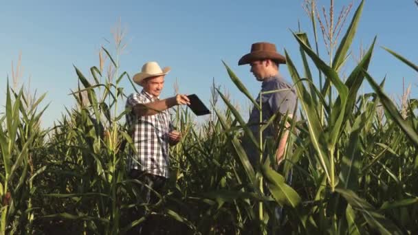 Agricultor e agrônomo que trabalham em campo inspecionam espigas de milho em amadurecimento. dois homens de negócios com tablet verifica amadurecimento de espigas de milho. conceito de negócio agrícola. Trabalho como empresário na agricultura. — Vídeo de Stock