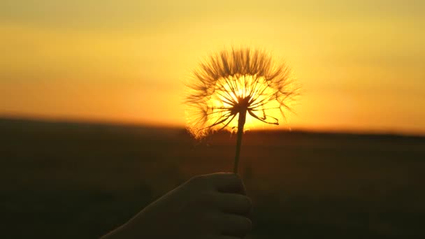 Virágzó pitypang virág az ember kezében napkelte. Közeli. Gyermekláncfű a területen a háttérben egy gyönyörű naplemente. Bolyhos pitypang a napon. — Stock videók