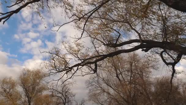 美丽的柳树与黄叶背景的秋天蓝天与云。慢动作。公园在秋天. — 图库视频影像
