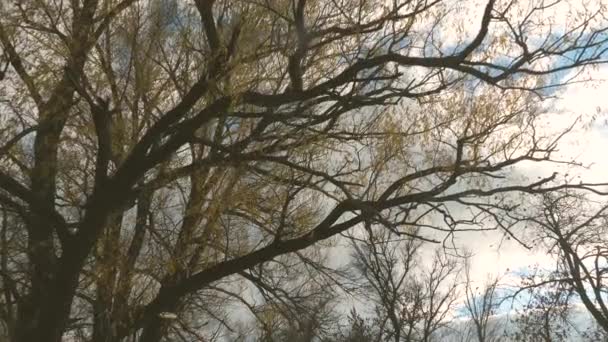 Wierzba z latającymi liści na tle jesiennego błękitnego nieba. Idąc przez jesienny Las-widok na szczyty drzew liściastych. UltraHD 4K nagrania — Wideo stockowe