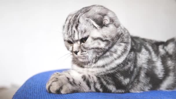 Beautiful tabby cat. british scottish fold cat. the cat is lying. pet rests in the room. — Stock Video