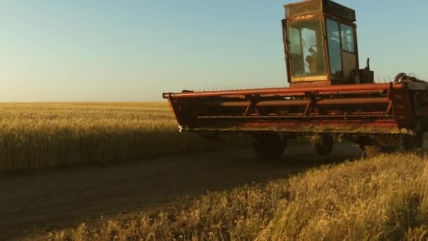 Combiner moissonneuse-batteuse va sur le chemin de la récolte de blé. vieux tractus. Champ de blé. un fermier monte une vieille moissonneuse-batteuse. concept d'agriculture. entreprise agricole . — Video